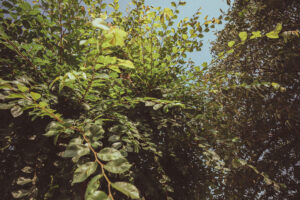 写真作品