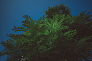 写真作品