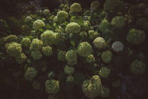 写真作品