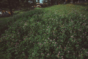 写真作品