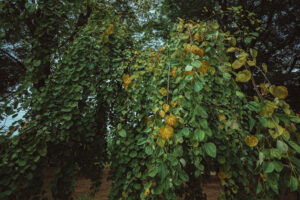 写真作品