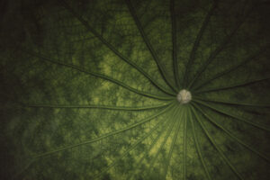 写真作品