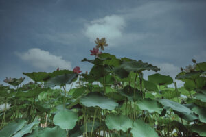写真作品