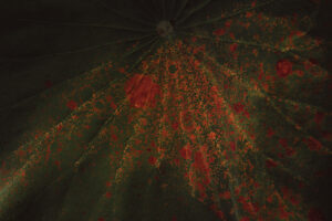 写真作品