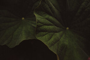 写真作品