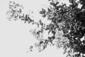写真作品