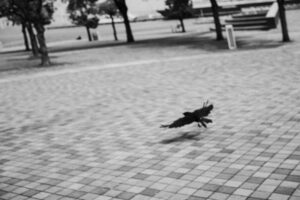 写真作品