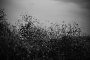 写真作品