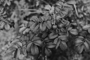 写真作品