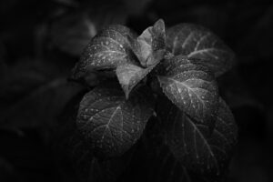写真作品