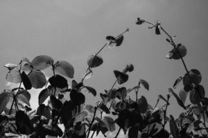 写真作品