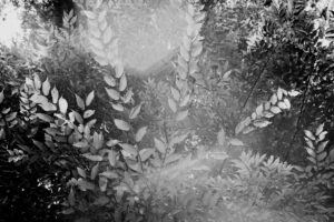 写真作品