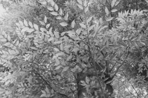 写真作品