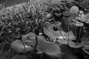 写真作品