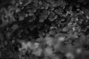写真作品
