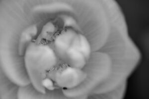 写真作品