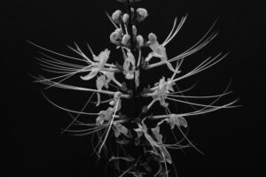 写真作品