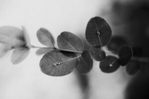 写真作品