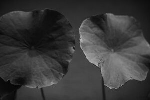 写真作品