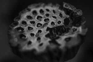 写真作品