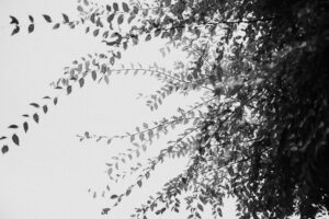 写真作品