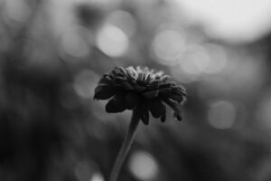 写真作品