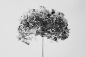 写真作品