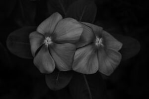 写真作品
