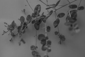 写真作品