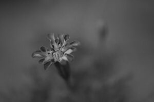 写真作品