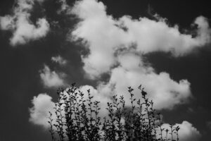 写真作品
