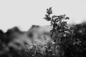 写真作品