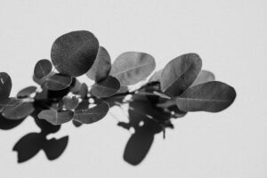 写真作品