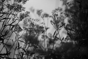 写真作品