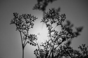 写真作品