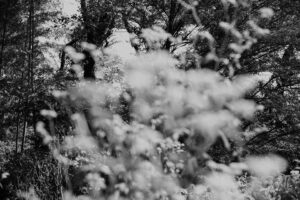 写真作品