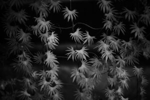 写真作品