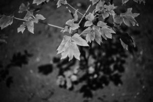 写真作品