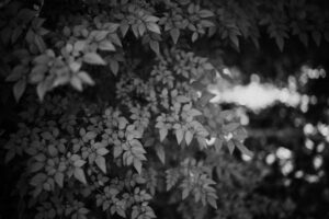 写真作品