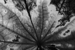 写真作品
