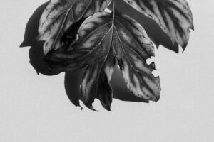 写真作品