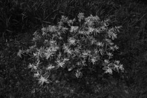 写真作品