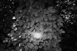 写真作品