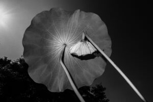 写真作品