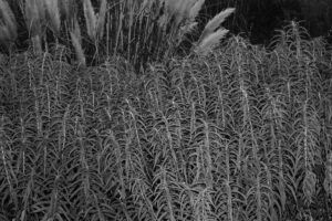 写真作品