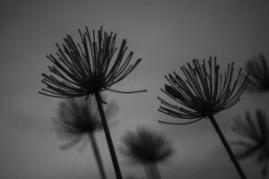 写真作品