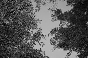 写真作品