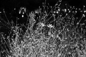 写真作品