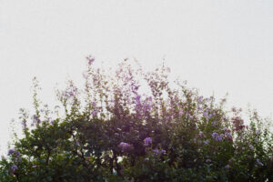 写真作品