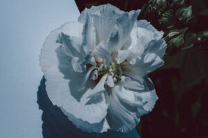 写真作品